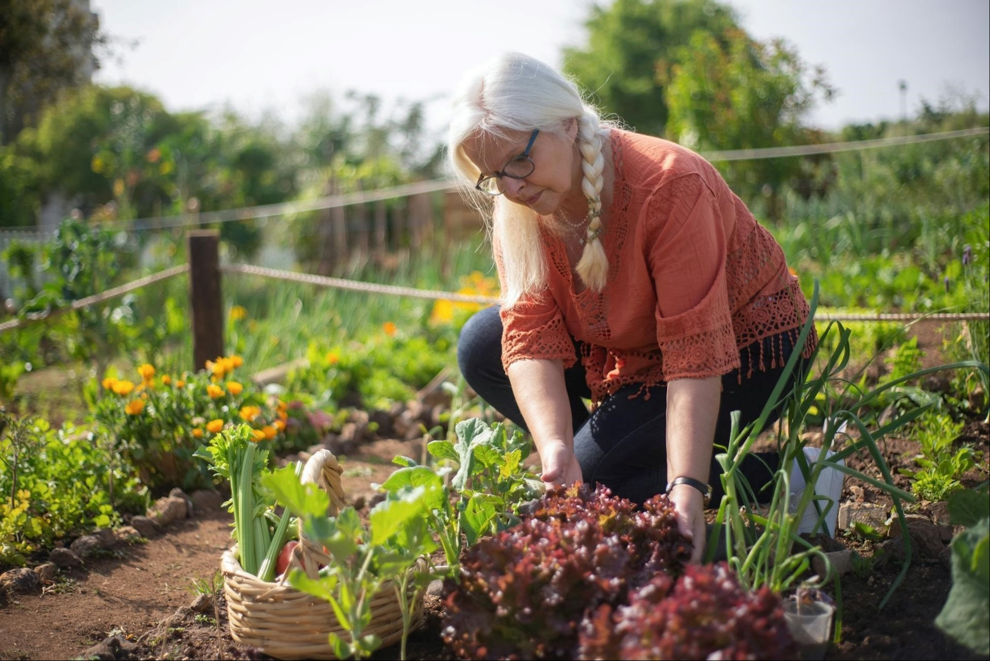 Cuál son los mejores meses para plantar lechugas en tu casa