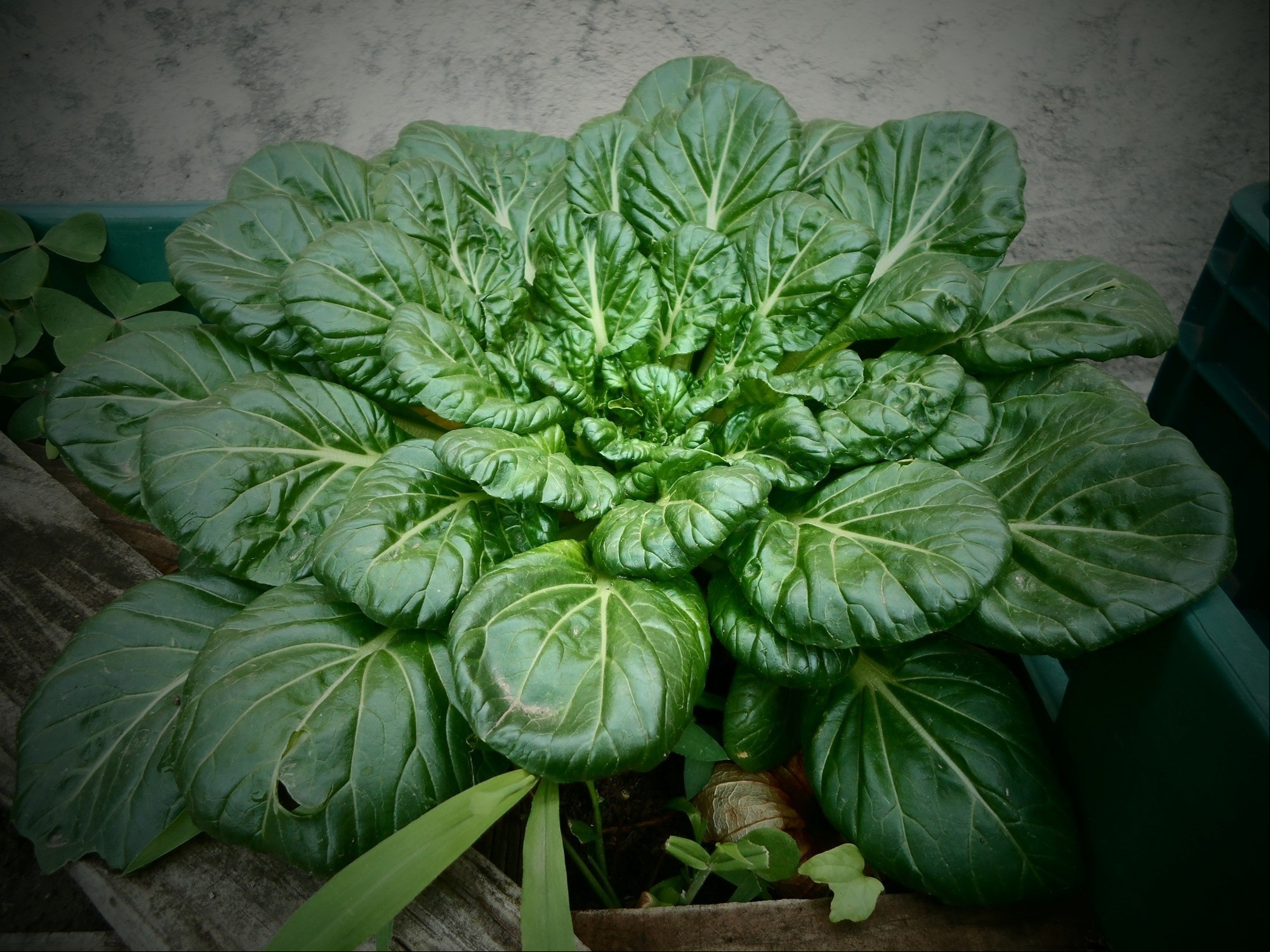 Espinaca planta. Un vegetal que aporta mucho hierro y otros minerales saludables. (Pixabay/valkian).