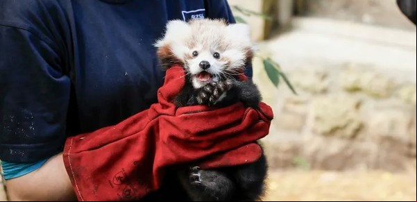 En un zoo murieron una bebé de panda rojo y su madre debido al stress de los fuegos artificiales