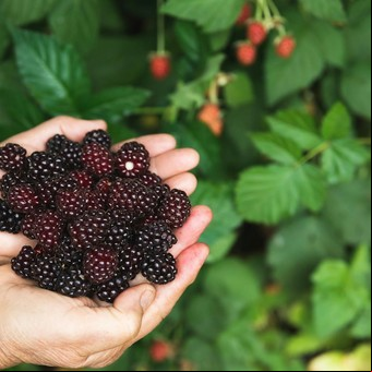 Cuánto tarda un árbol de moras en dar frutos