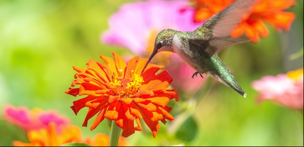 Cinco plantas con flores para atraer colibríes 