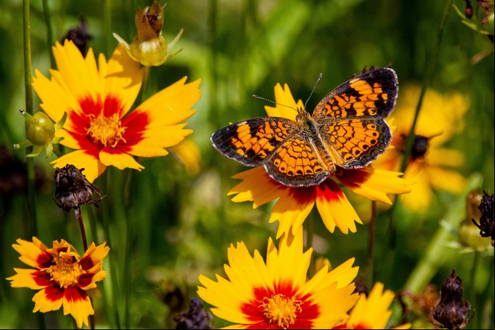 El cuidado adecuado de flores como la coreopsis y el phlox asegura un entorno atractivo para las mariposas. Foto: Unsplash.