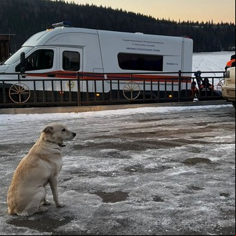 Una perrita espera desde hace 5 días a su dueño que se ahogó en un río congelado