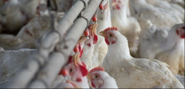 El Gobierno aprobó 4 nuevas vacunas para aves y una levadura para mejorar la producción de bioetanol