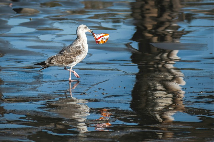 Las aves marinas como los albatros confunden el plástico con alimento, lo que les provoca graves problemas de salud. Foto: Unsplash.