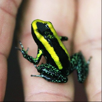 Ranas coloridas y únicas: explora la diversidad anfibia de Argentina