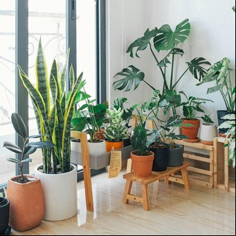 Cómo combatir el calor en casa: las plantas que te ayudan a refrescar el ambiente