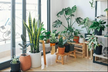 Cómo combatir el calor en casa: las plantas que te ayudan a refrescar el ambiente