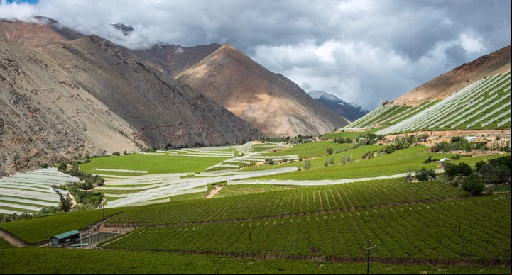 Viñedos en el Valle del Elqui, zona de pisco y astronomía. Foto Shutterstock