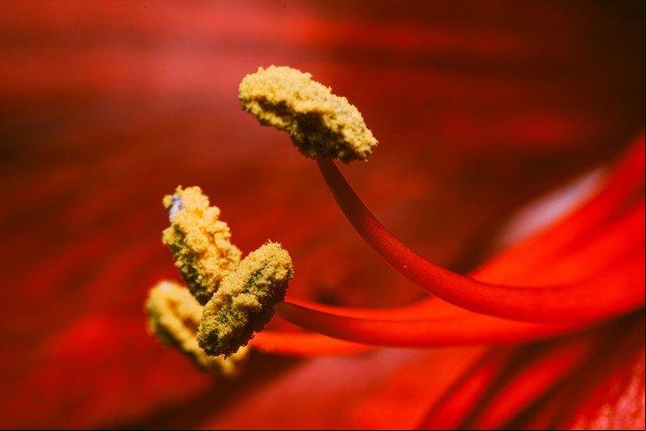 Científicos advierten que muchas nuevas especies de plantas están al borde de la desaparición. Foto: Unsplash.
