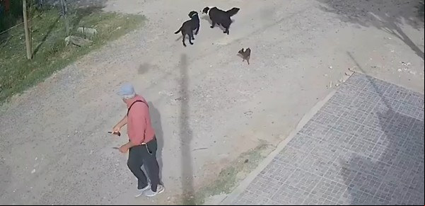 Maltrato animal: detuvieron a un hombre por matar a puñaladas a un perro en La Plata