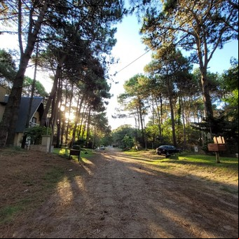 Un bosque de pinos bañado por el mar: conocé el destino de la Costa Atlántica que enamora a todos los turistas