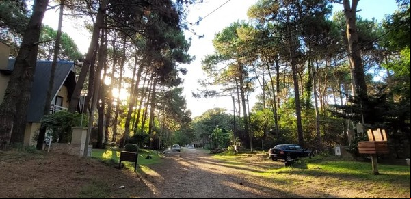 Un bosque de pinos bañado por el mar: conocé el destino de la Costa Atlántica que enamora a todos los turistas