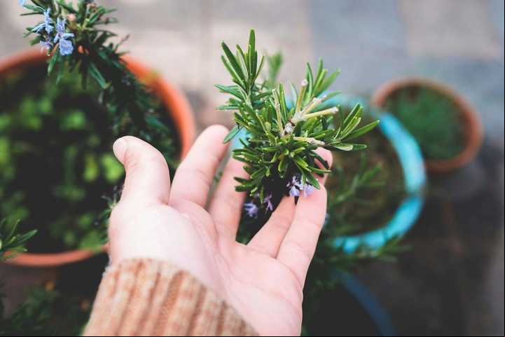 Esta enfermedad aparece con alta humedad o mala ventilación en la planta. Foto: Pexels.