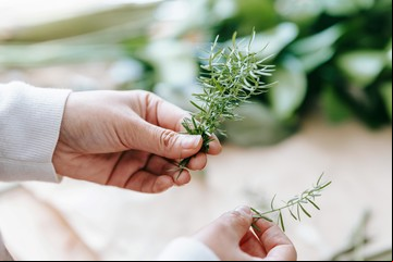 Qué significa que tu planta de romero tenga polvo blanco en las hojas y cómo podés salvarla, según expertos