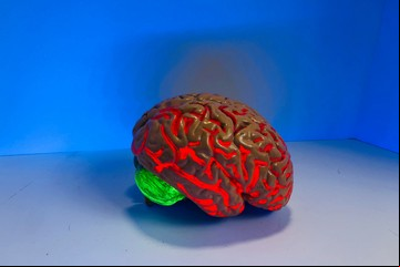 Revolución científica: aseguran que nervios, páncreas y riñones guardan recuerdos como las neuronas