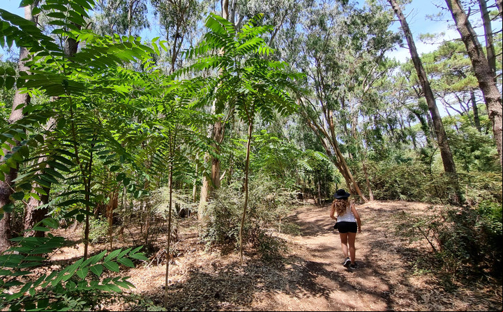 Un sendero en Cariló ideal para caminar y disfrutar de la naturaleza. Foto: Fernando de la Orden / Enviado Especial.