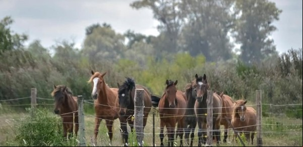 Salvaron a 90 caballos de morir en un incendio, pero ahora necesitan ayuda para alimentarlos