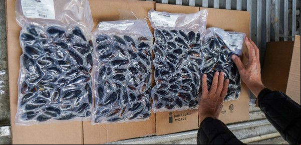 Por primera vez, Argentina producirá mejillones a escala industrial