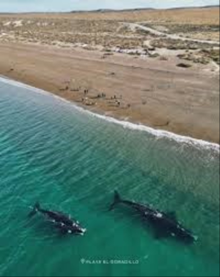 Playa Las Canteras El Doradillo Chubut ballenas muy cerca de la costa Imagen Chubut turismo