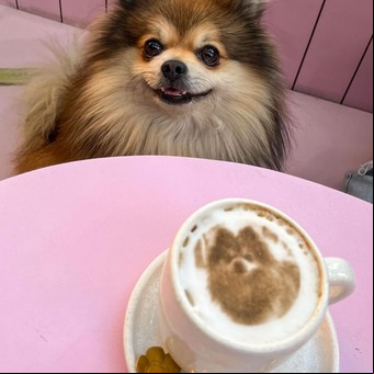 Cómo es el bar donde las mascotas se sientan a tomar un café con sus humanos