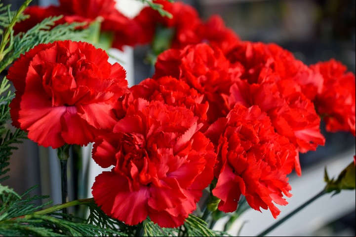 Los ramos de claveles se presentan como la opción más económica para regalar en San Valentín. Foto: Shutterstock.