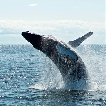 Descubrieron una importante cualidad de las ballenas que podría haber sido clave para el océano: qué explican los expertos