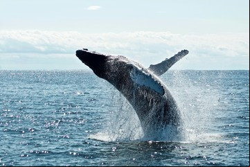Descubrieron una importante cualidad de las ballenas que podría haber sido clave para el océano: qué explican los expertos