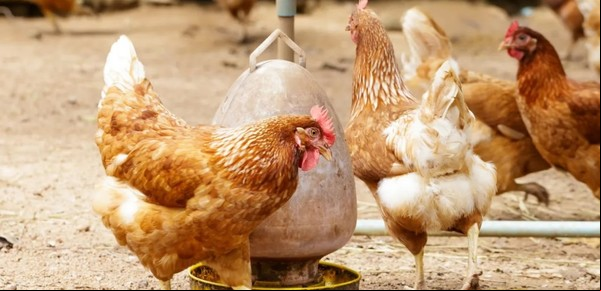 Alarma: se detectó un caso de influenza aviar en aves de traspatio en Argentina