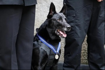 La Casa Blanca, de luto: falleció Huracán, el perro que arriesgó su vida por salvar a un presidente