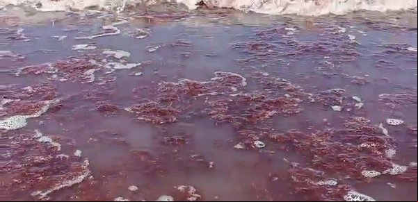 El mar se tiñó de rojo desde Mar del Plata a Necochea: el motivo