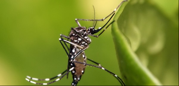 Dengue: cuatro municipios del Oeste se suman a la Red Nacional de Vigilancia