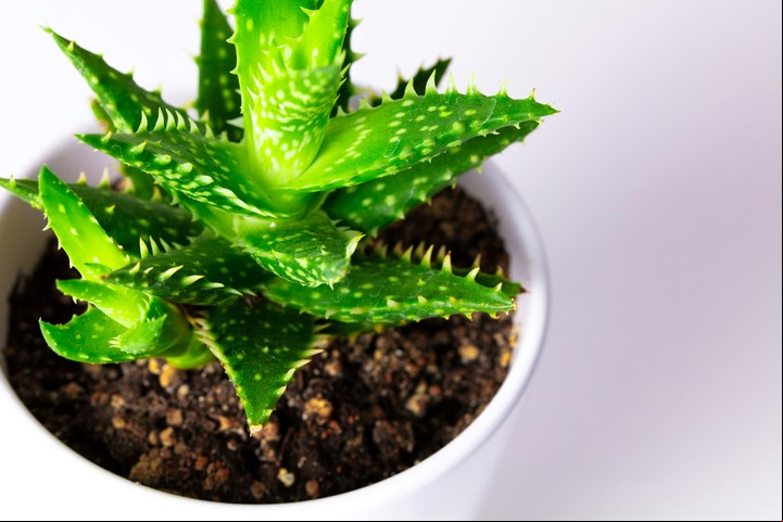 El aloe vera es uno de los remedios más usados para tratar la piel después de una exposición solar intensa. Foto: Unsplash.