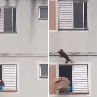 La fabulosa reacción de una mujer que salvó a un perro que caía al vacío 