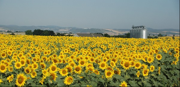 Un nuevo híbrido de girasol conquista a los productores argentinos