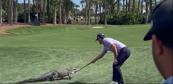 El golfista Billy Horschel protagonizó el momento viral del día con un caimán: un toquecito en la cabeza para que vuelva al agua