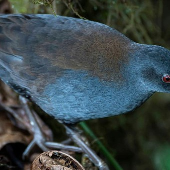 Después de 200 años encontraron un ave que se creía extinta
