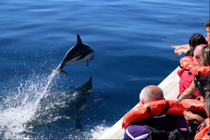 El avistaje embarcado de delfines se inicia en la base del muelle Luis Piedrabuena, en la zona céntrica de Puerto Madryn, Chubut. Foto de Ángel Vélez / Estación Marítima