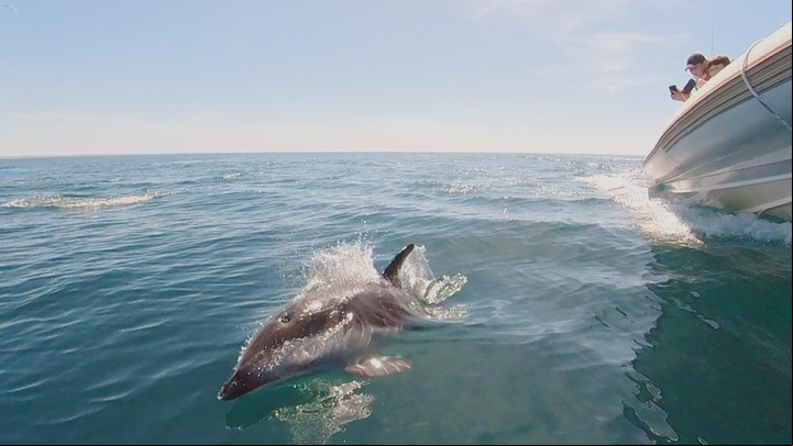 Los delfines suelen aparecer solos, en parejas o en grupos junto a las embarcaciones, frente a Puerto Madryn, Chubut. Foto de Luis Burgueño / Estación Marítima