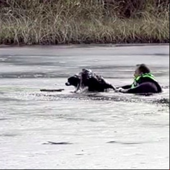 Un policía salvó a un perro de morir ahogado en un lago congelado: el video del milagroso rescate