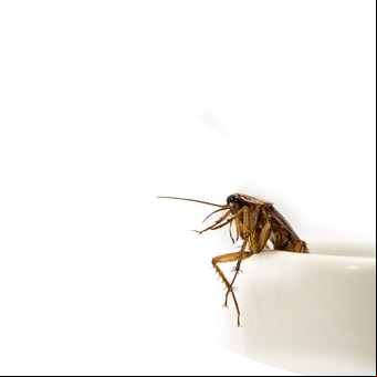 ¿Leche de cucaracha?: qué es y por qué puede ser el superalimento del futuro
