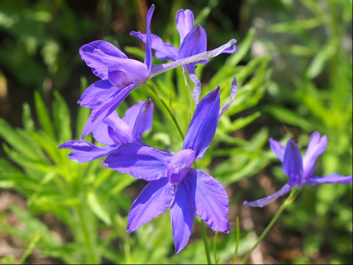 La Consolida regalis requiere riegos regulares y abonos con materia orgánica para desarrollarse bien. Foto: Wikimedia Commons.