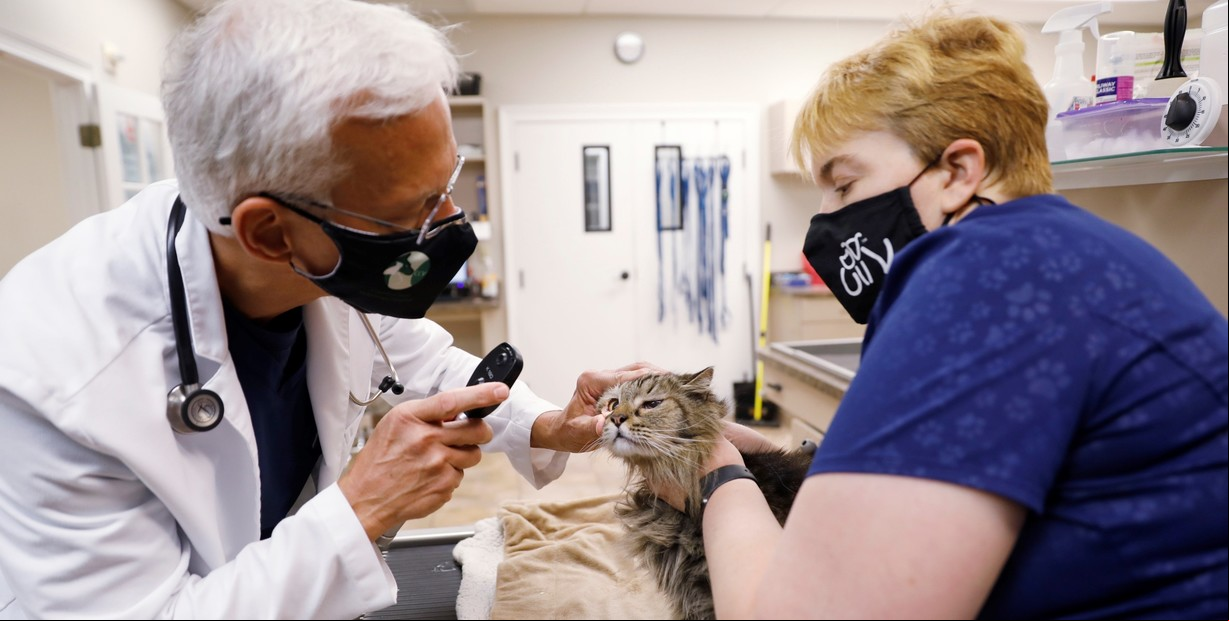 ¿Por qué los gatos son un enigma médico?