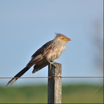 Este pájaro es capaz de predecir cómo estará el clima: cuáles son sus cualidades y en qué partes de Argentina se encuentra