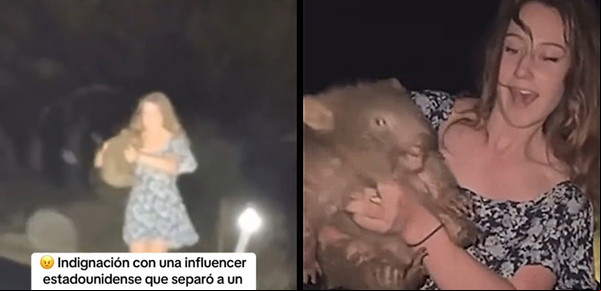 Indignación en Australia: una influencer grabó el cruel momento en que separa a un bebé wombat de su madre