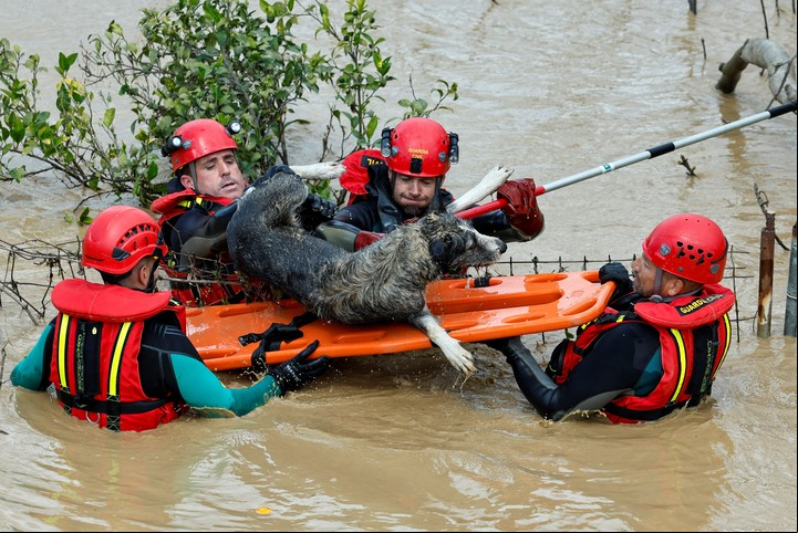 La Guardia Civil rescata a un perro tras la inundación en Cártama, provincia de Málaga. Foto: EFE