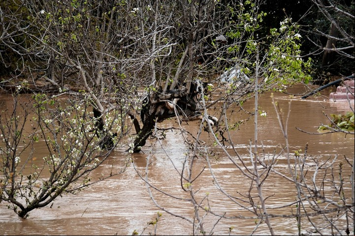 Un perro atrapado en un árbol en Málaga, España. Foto: AP