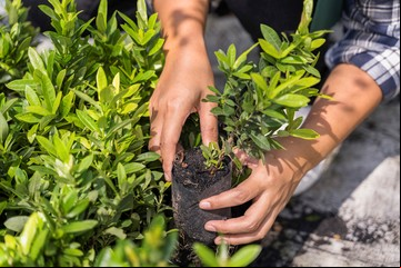 Esta es la planta que produce colágeno y podés tener en tu jardín: cuáles son sus propiedades y para qué sirve