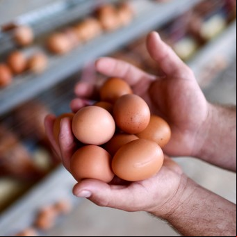 Esta es la forma definitiva de conservar los huevos de manera segura y evitar que se pongan feos