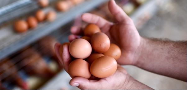 Esta es la forma definitiva de conservar los huevos de manera segura y evitar que se pongan feos
